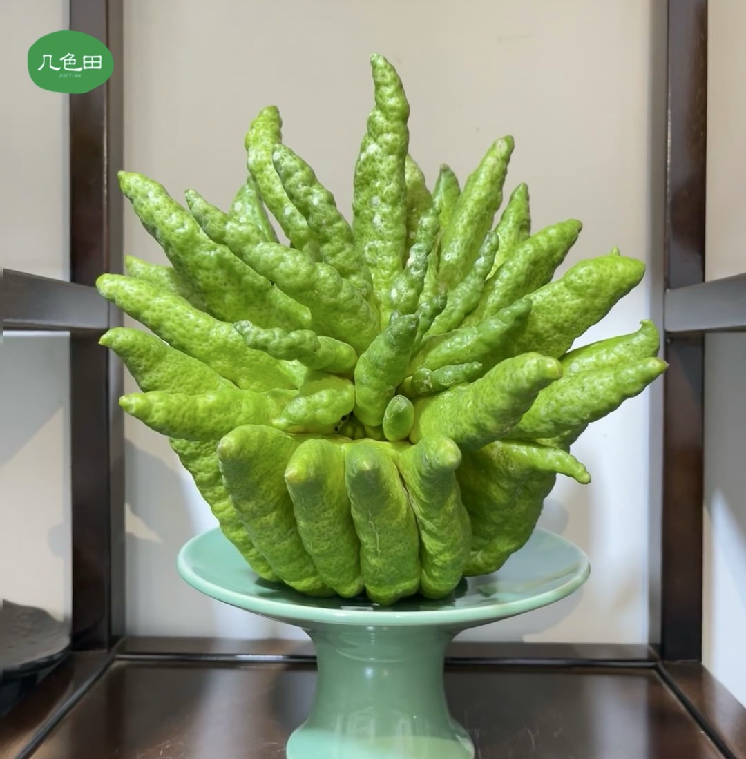 佛手柑天然香薰摆盘观赏闻香----云南直发鲜花云南花插花鲜花