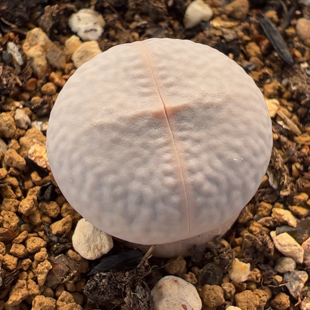 115多肉植物百科