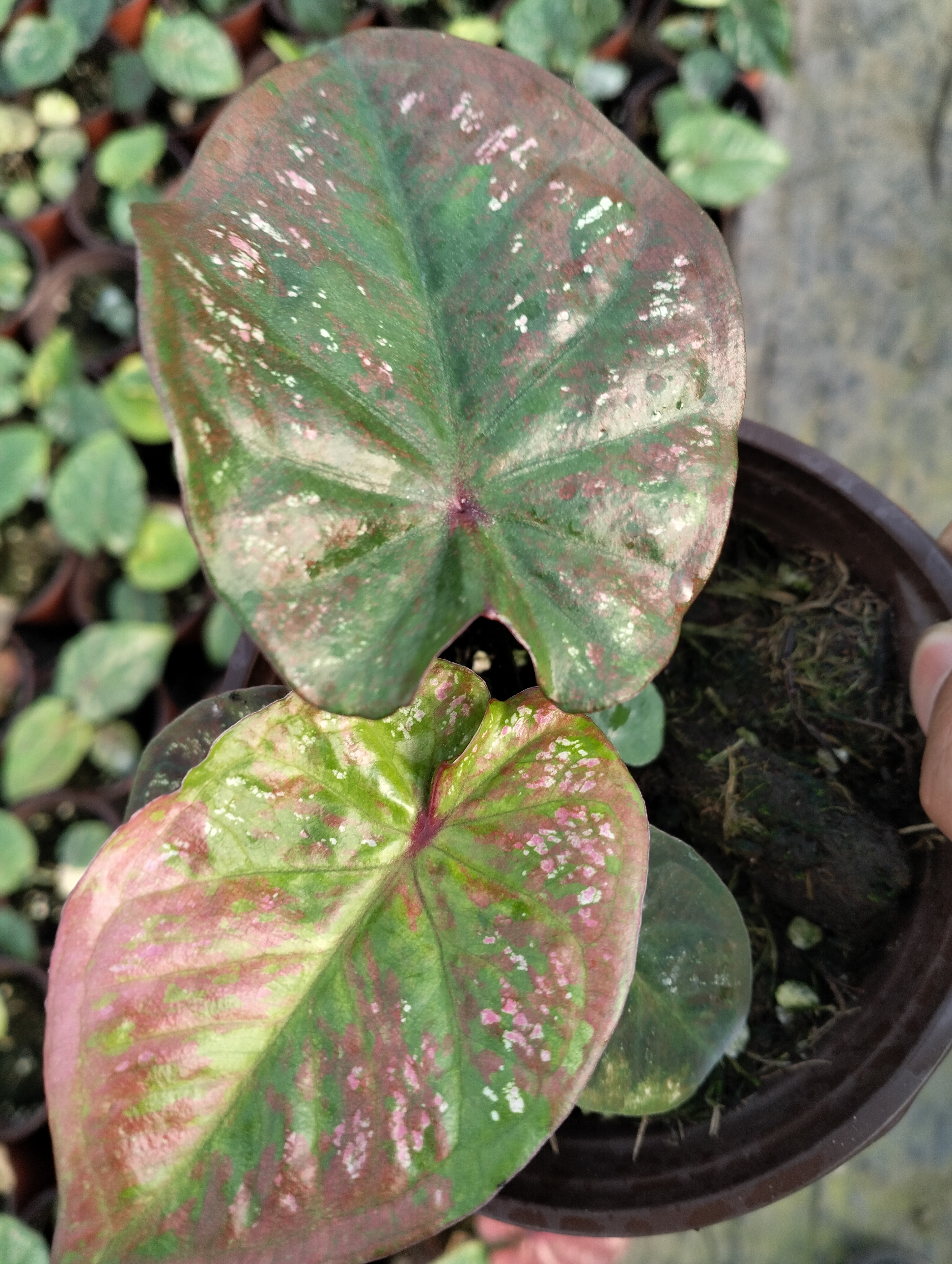 泰彩（混色小苗）网红ins风观叶植物盆栽室内好养。