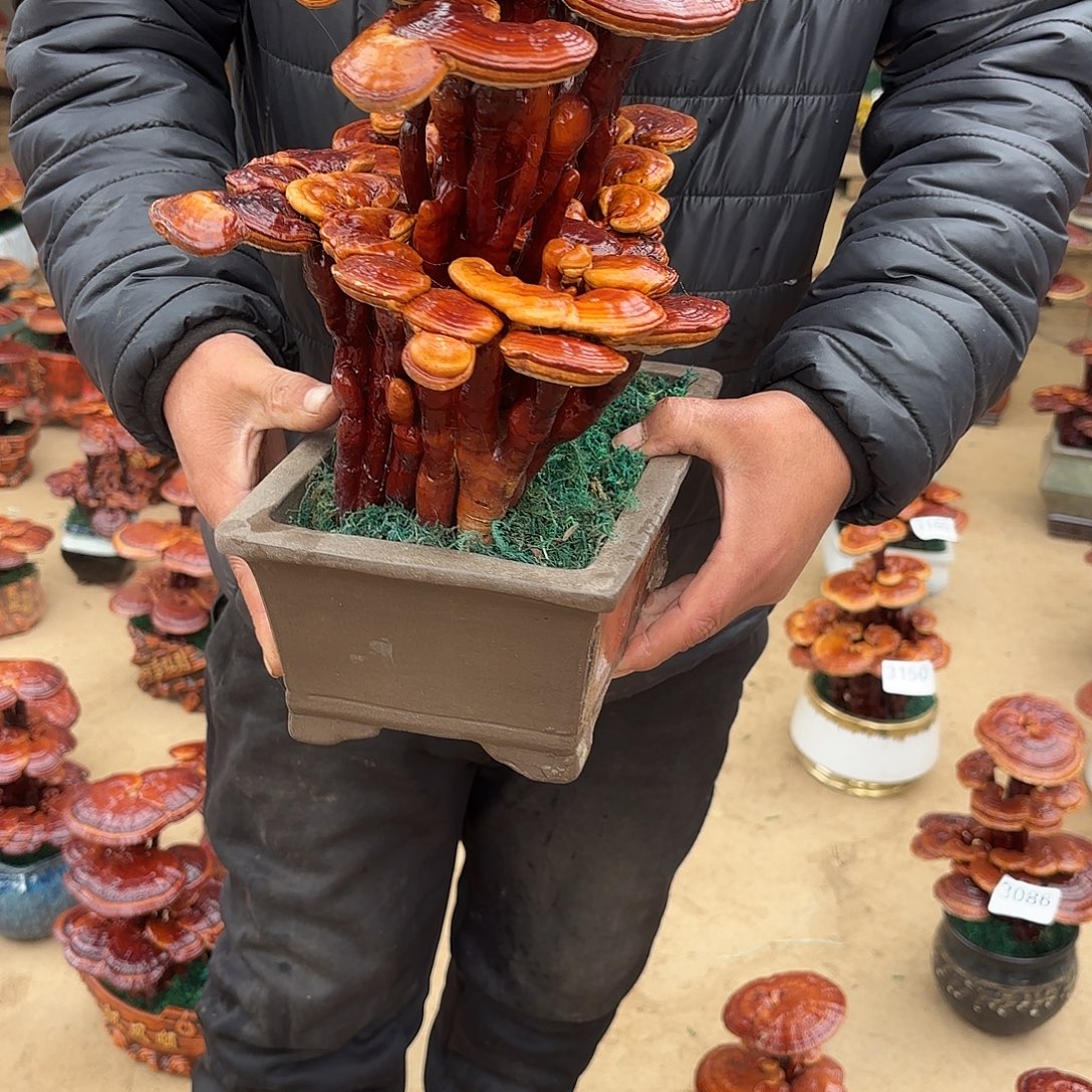 无花朵灵芝是我国著名植物