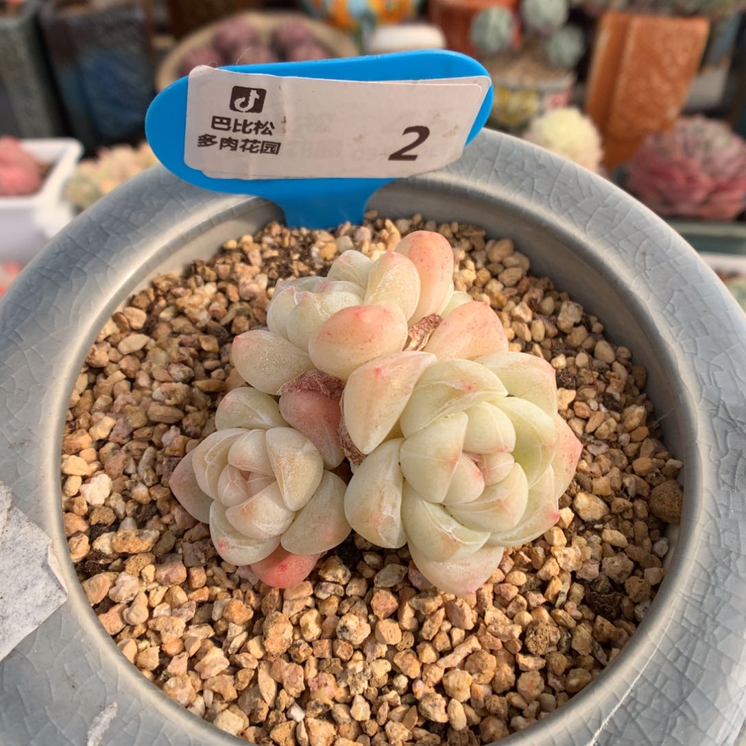 2 四头钻石心冰玉