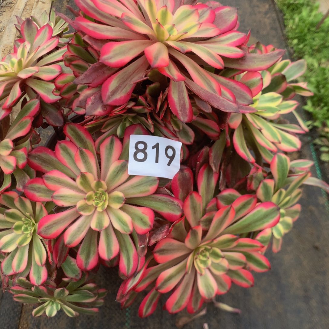 招*喵818月婵多肉植物