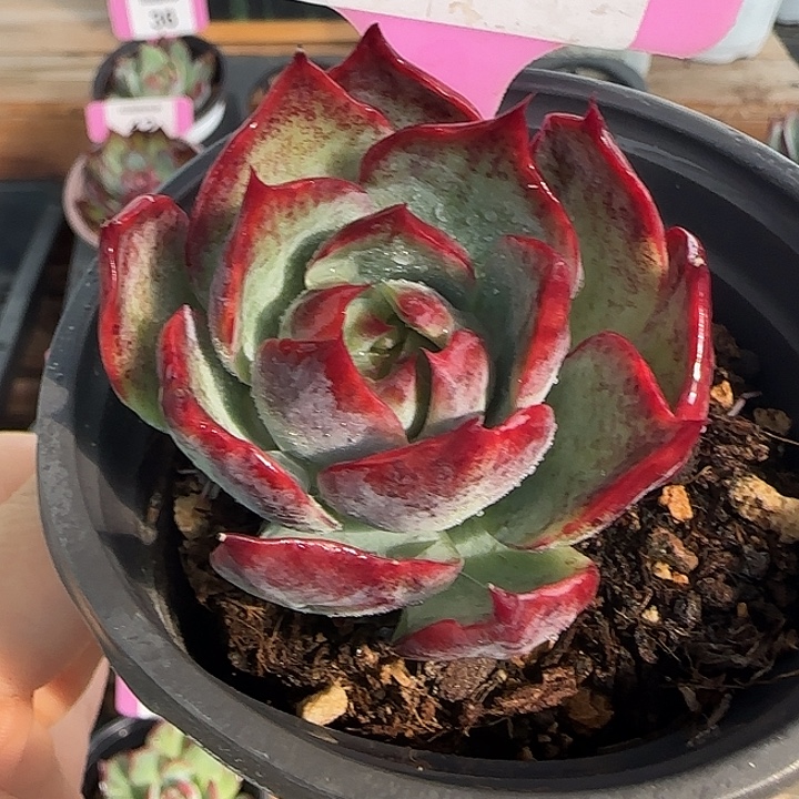 10 惊鸿仙子多肉植物