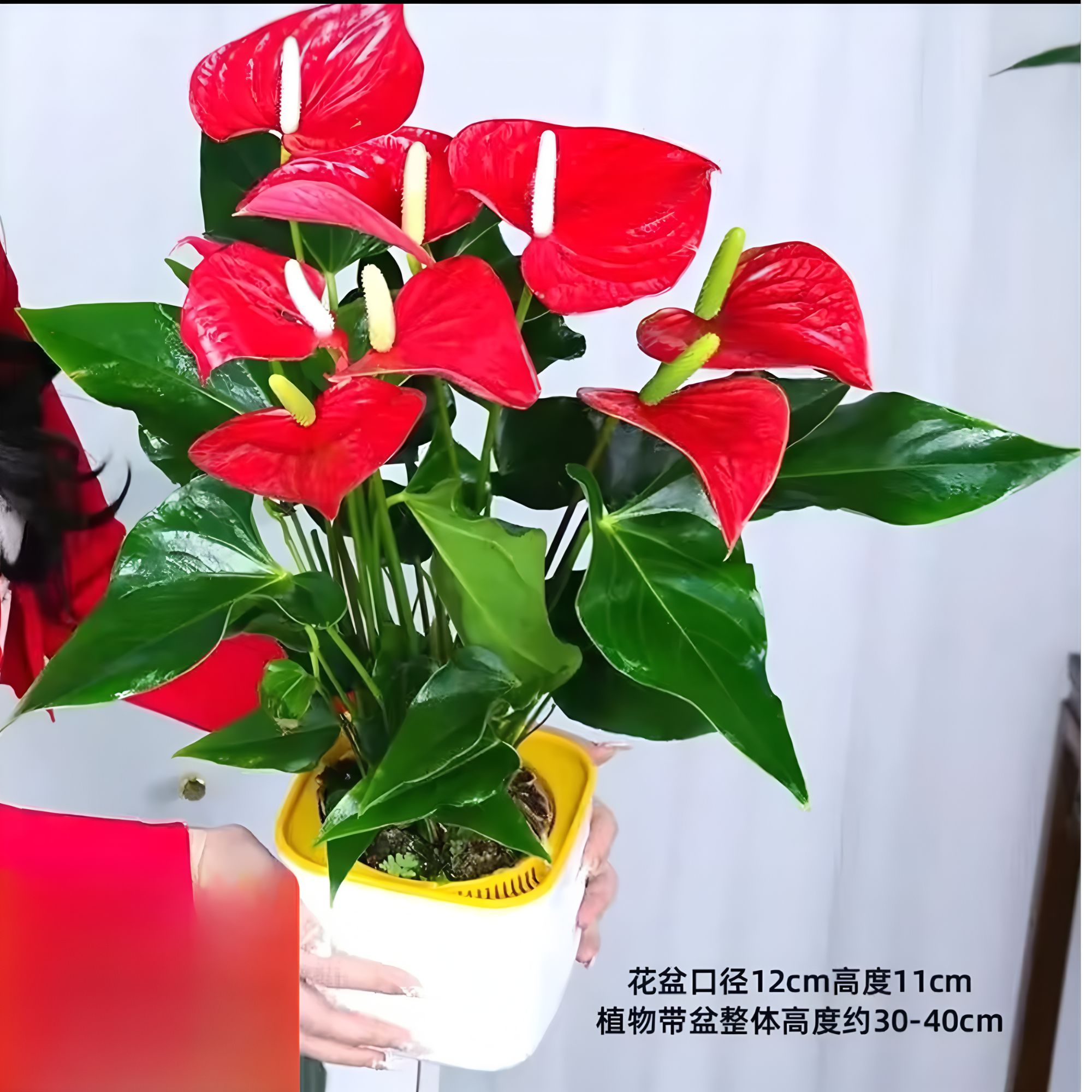 【3—4朵花】阿哲红掌盆栽绿植室内植物女神花卉植物红叶净化空气