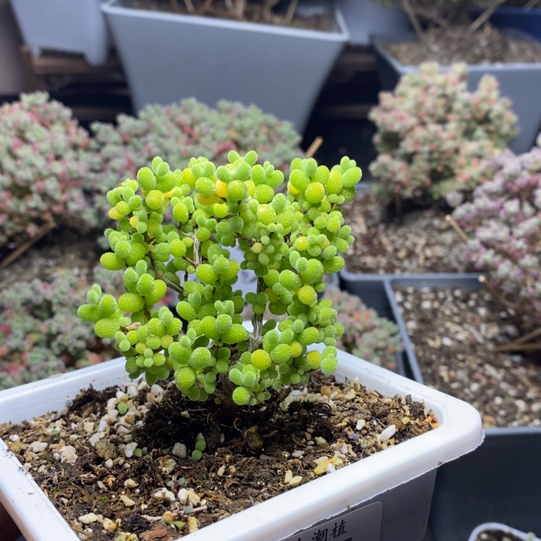 1037金桔糖球枝干