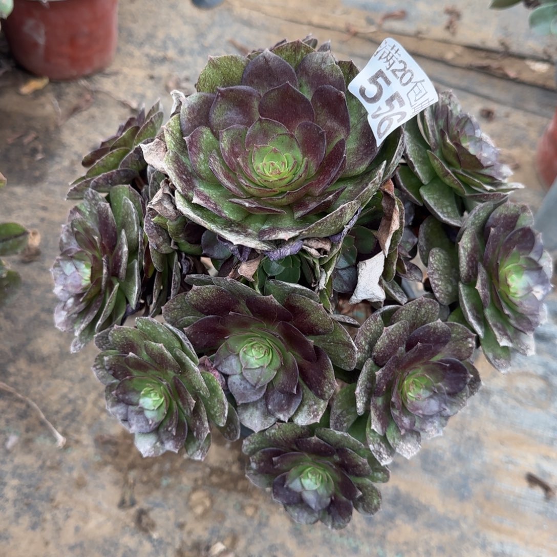 黑魔556满20包邮断枝不包