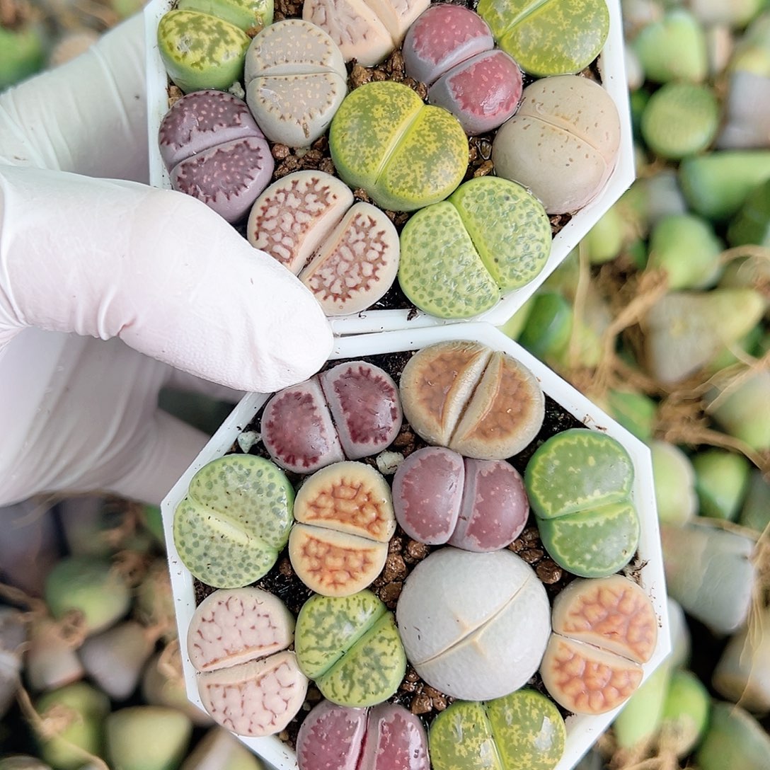 8711 好养易活生石花大母本两盆福利