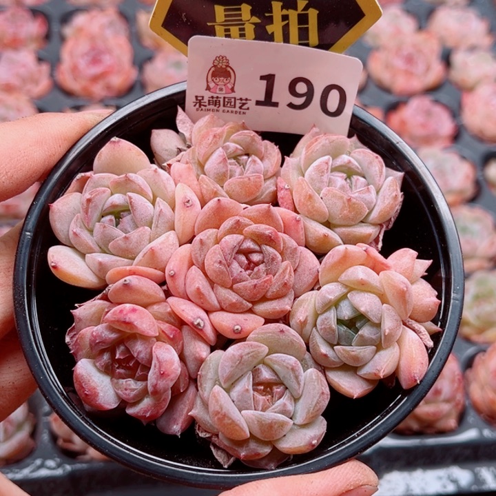 多肉植物多肉植物