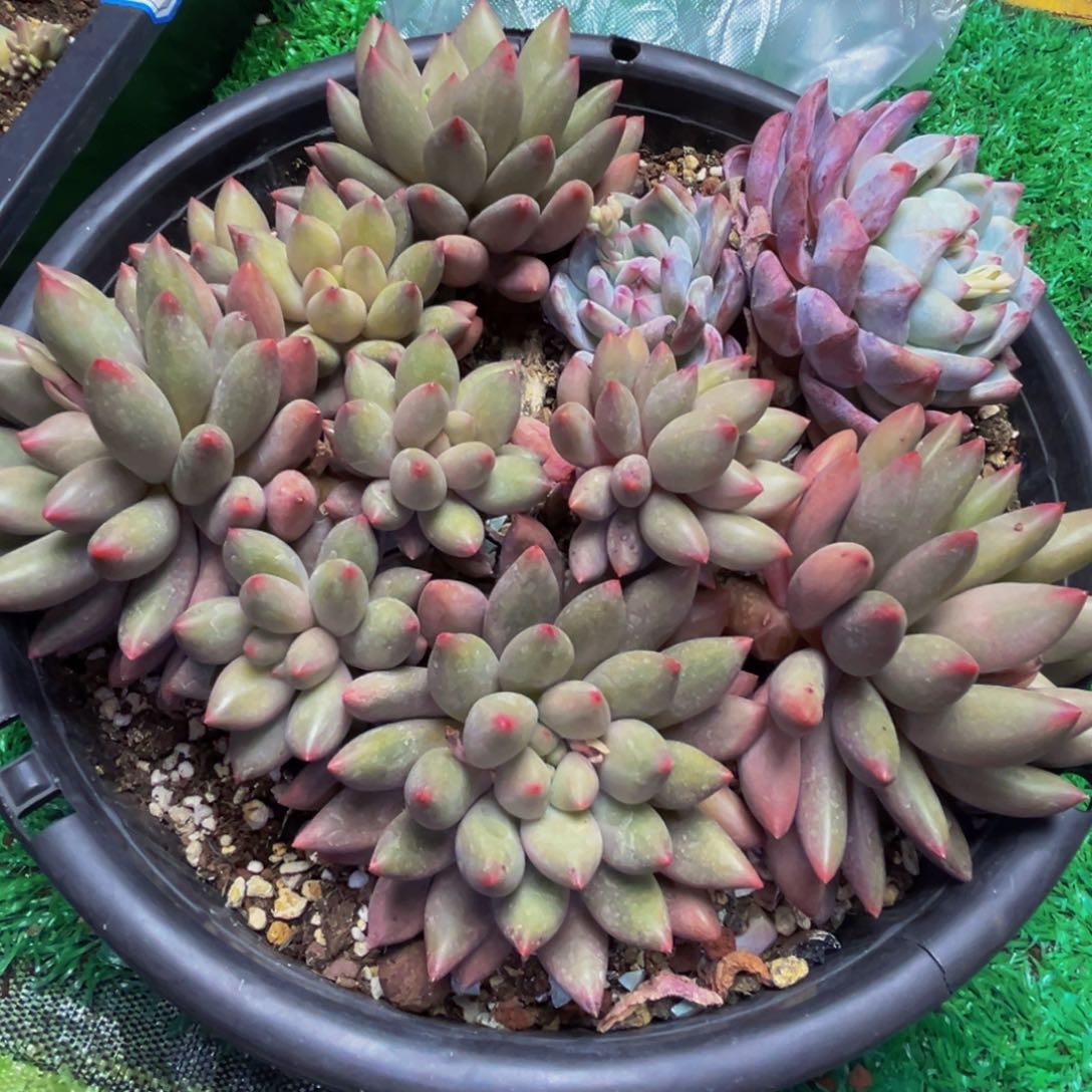 精品多肉植物大群