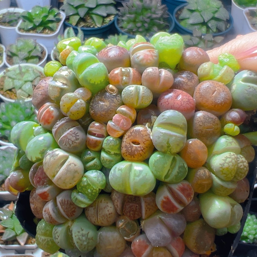 生石花玉露多肉多肉多肉