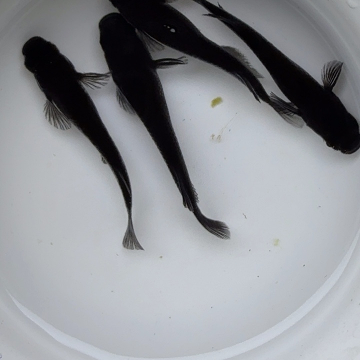 青鳉鱼大蛇22号青鳉