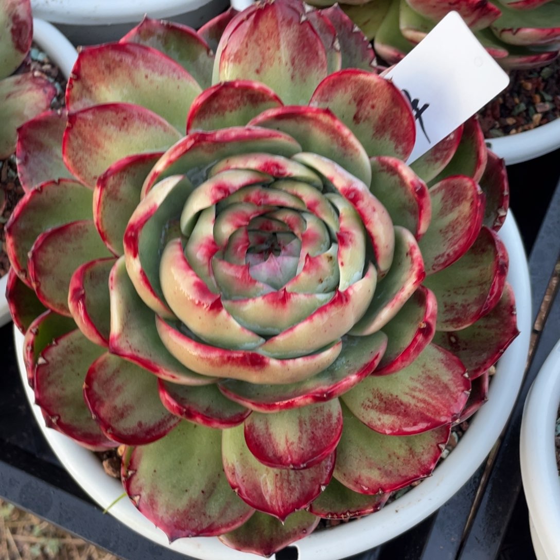 浒***诺惊鸿仙子一物一拍