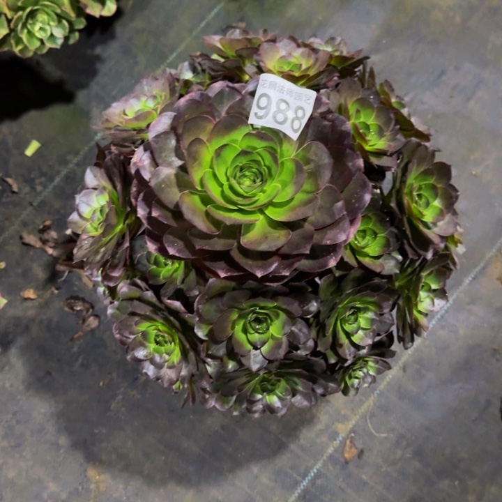 慧***魅金玫瑰9880000000