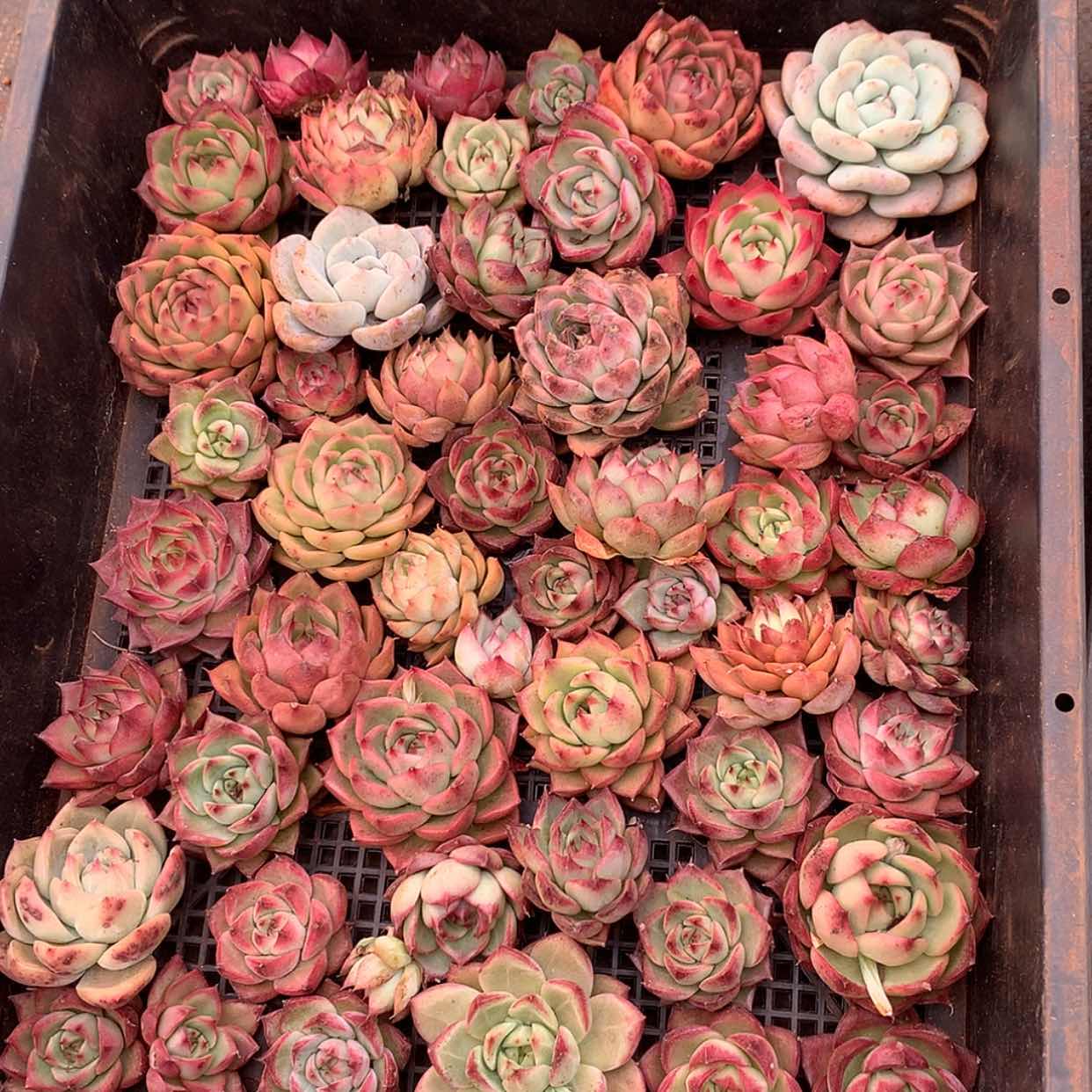 【闪购商品】云641一筐40颗