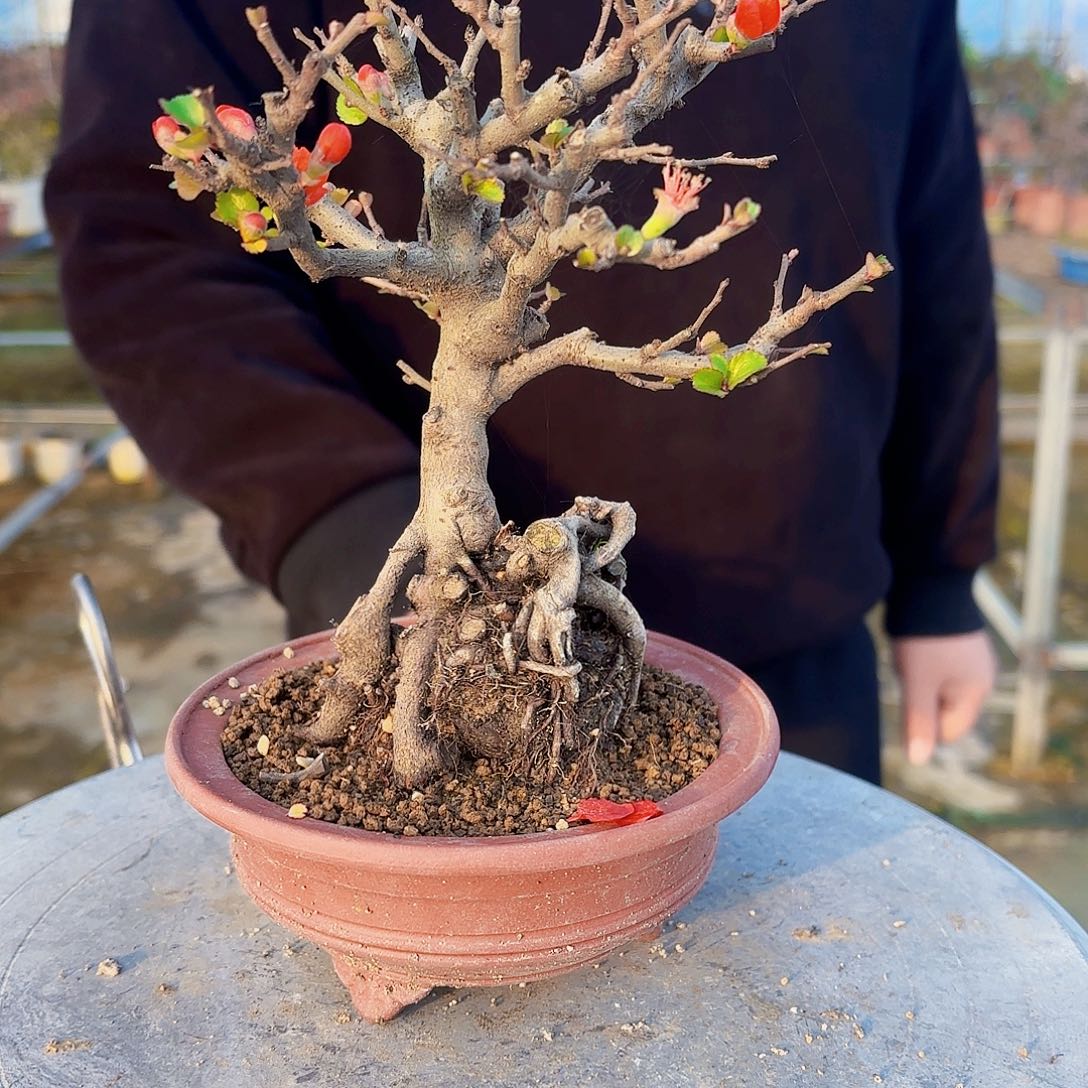 无花朵红花一号长寿梅