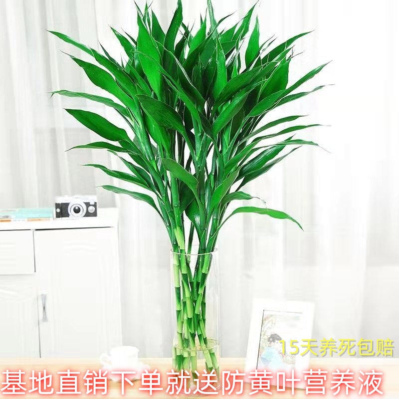 富贵竹70-80【基地精选】水培植物花卉懒人绿植简单易养净化空气