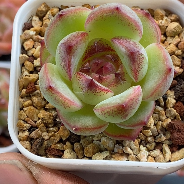 天官赐福百无禁忌