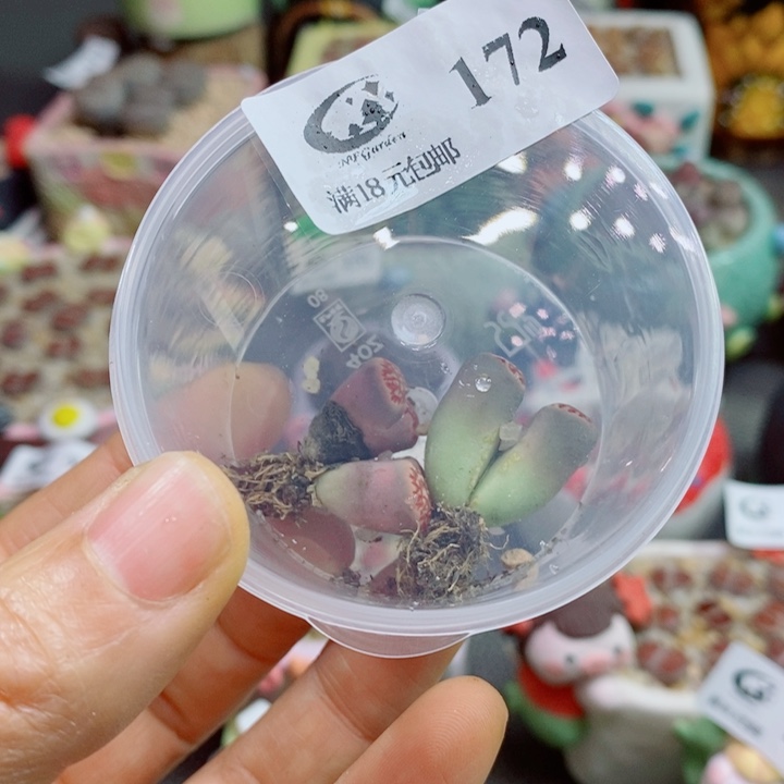 布***4生石花花花花花花花花172