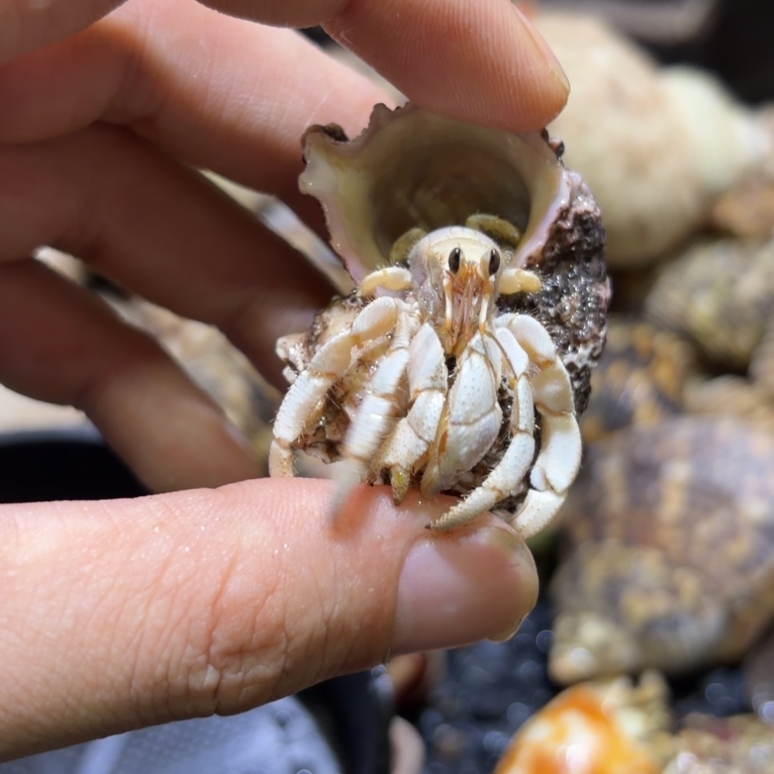 活体寄居蟹 不退不换 25