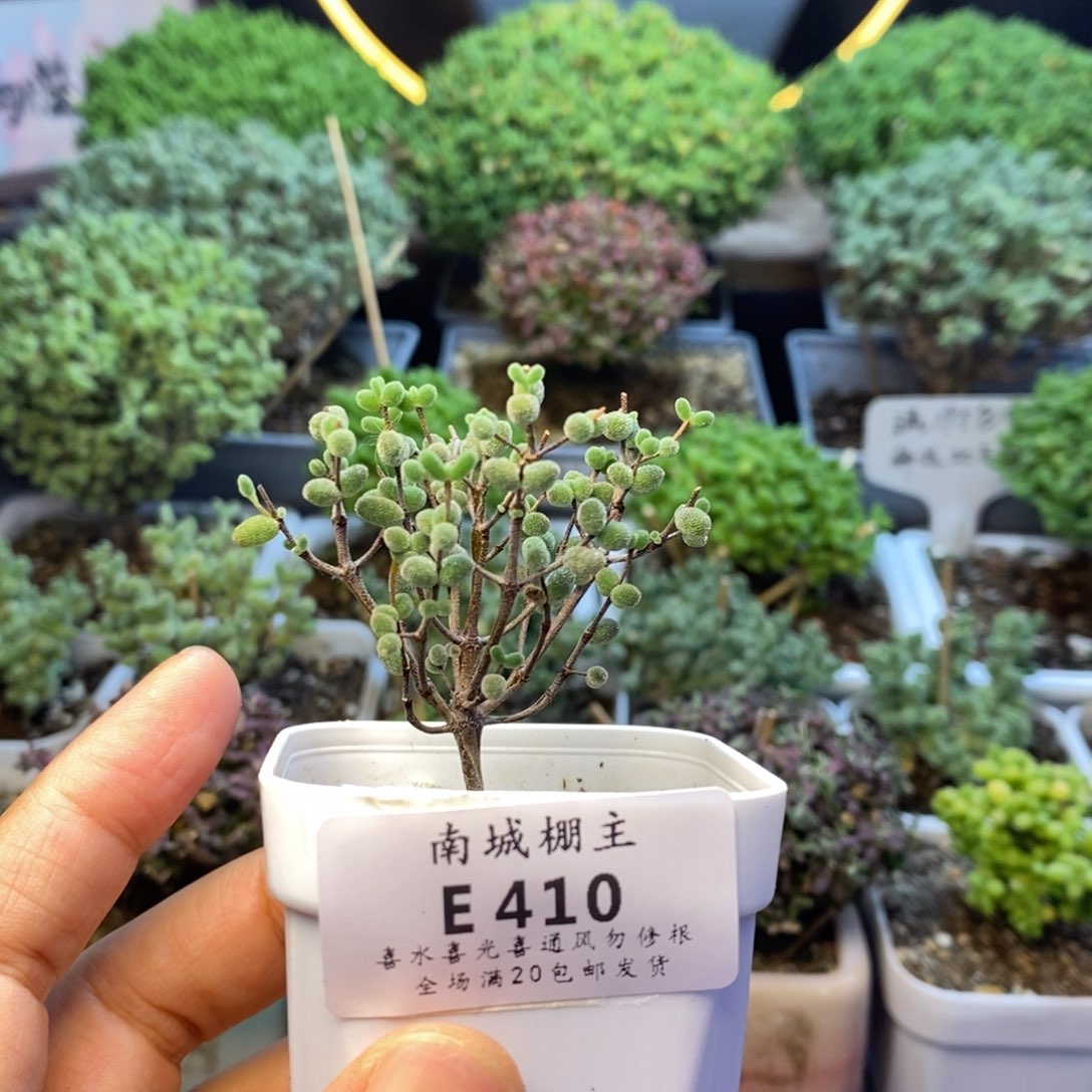 410实生糖球枝干