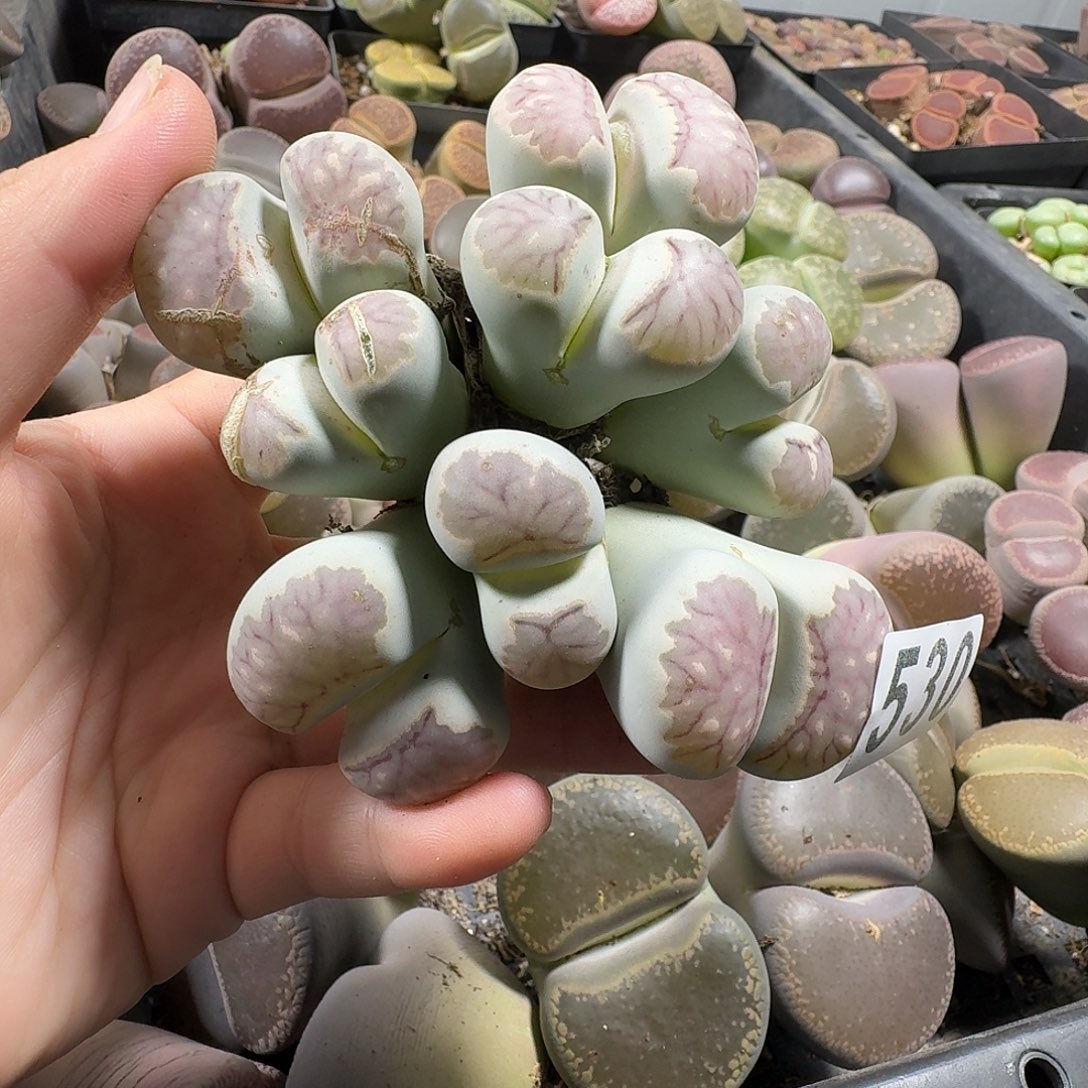 生石花一物一拍530