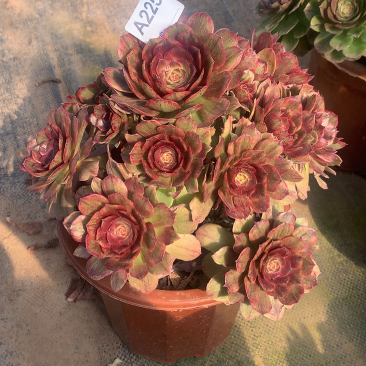 【闪购商品】225红丝绒