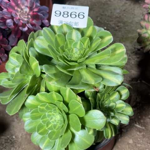 琉璃多肉多肉9866
