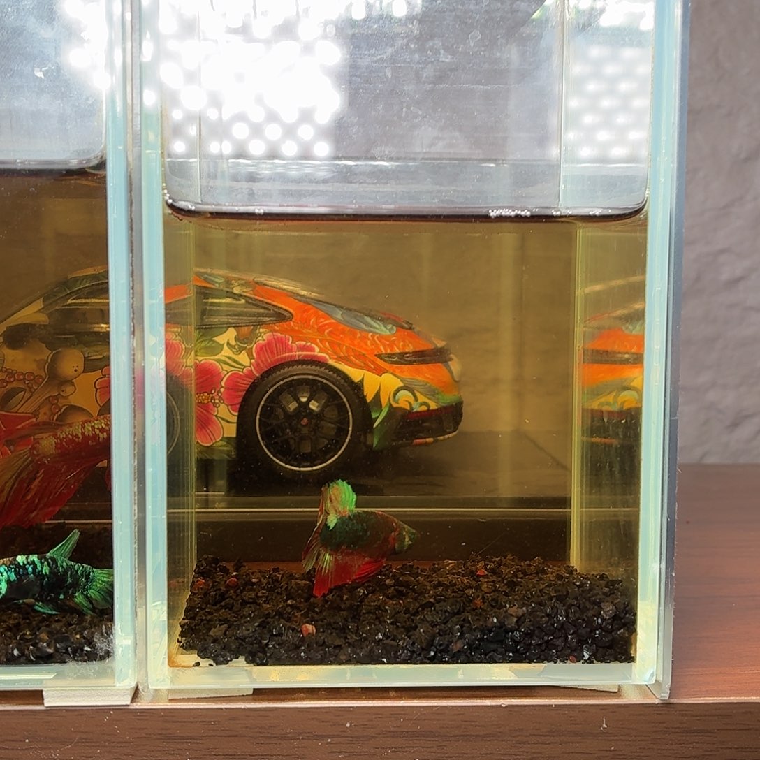 斗鱼彩金黑凤凰绿魔