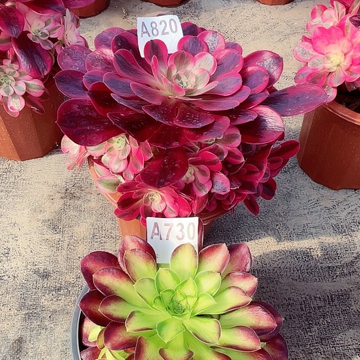 韶华730美杜莎820