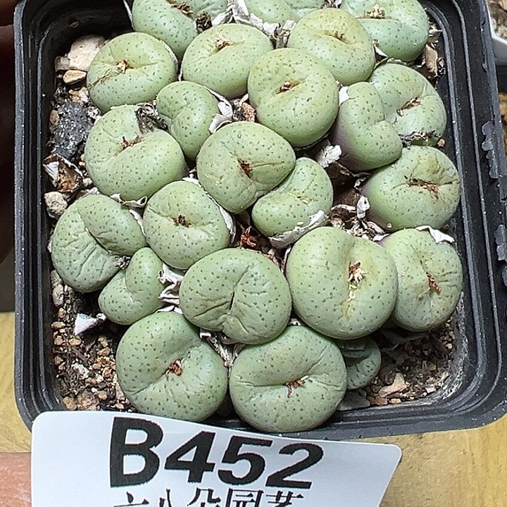 常***珍452号吕氏大饼多肉植物