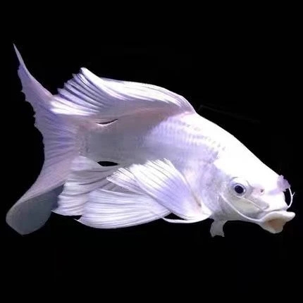 渔场直销红白黄黑蝴蝶鲤玛雅彩蝶熊猫锦鲤观赏鱼