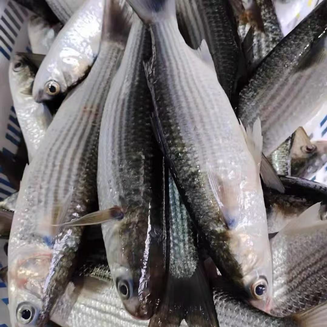 【主播推荐】新鲜支鱼梭鱼5斤 连云港发货