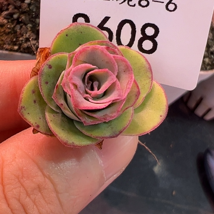 三碗608 观察不知名
