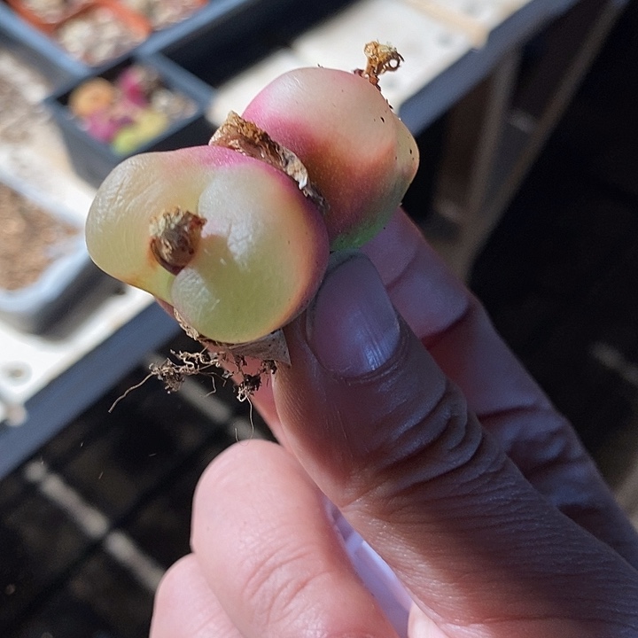 31371。  一颗双头。 