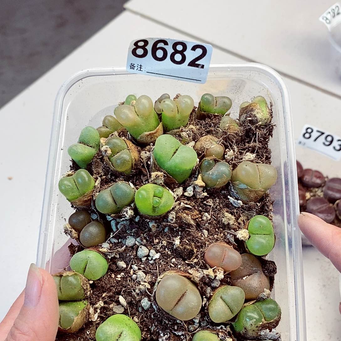 8682快快乐乐咯谢谢