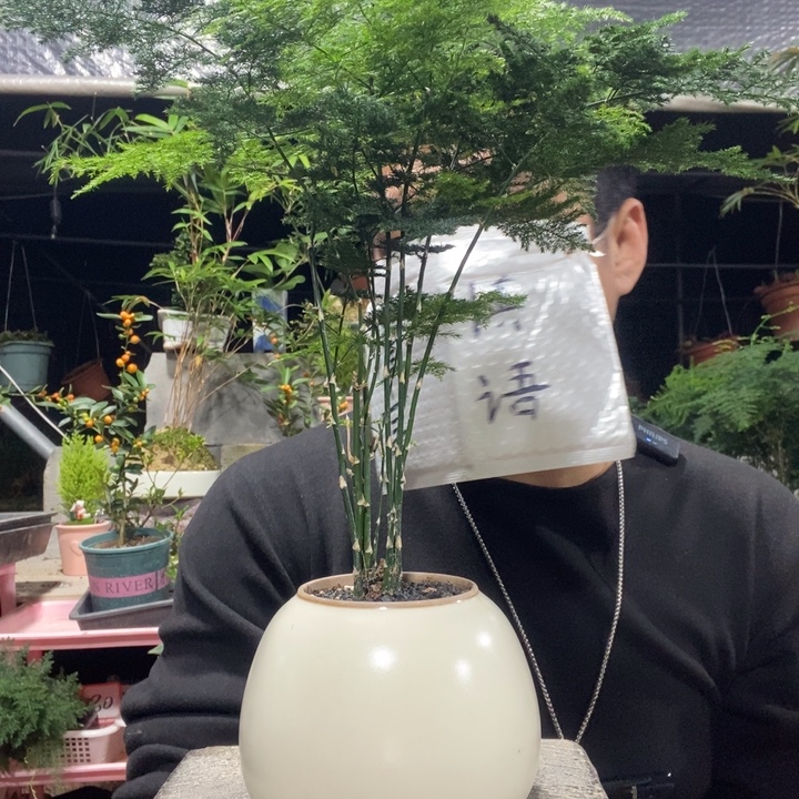 三***木以实际为准盆景绿植盆栽128