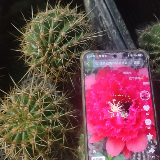 仙人球醉红颜侧芽