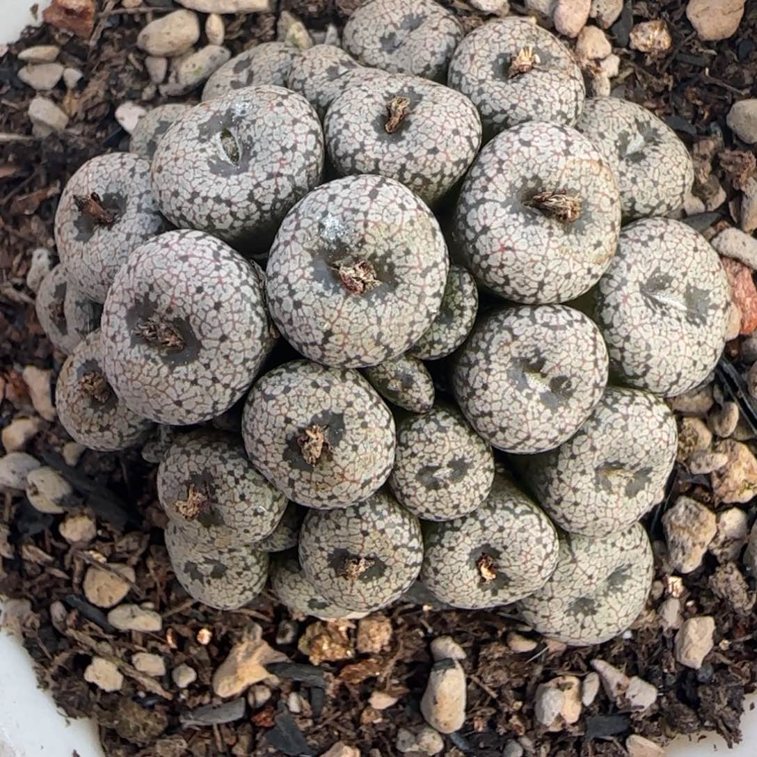 多肉植物外播康菩提48号