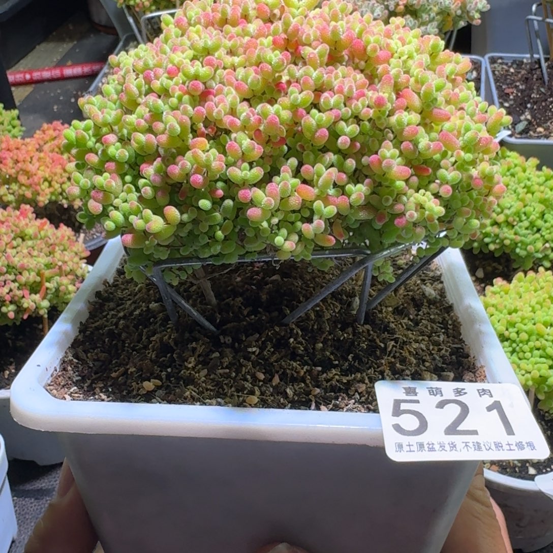 三***の枝干番杏蜜橘糖球大521