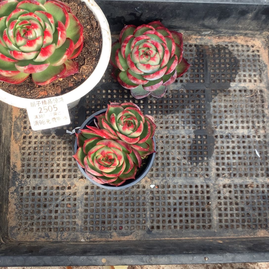 小***北2505多肉植物惊鸿买2送1