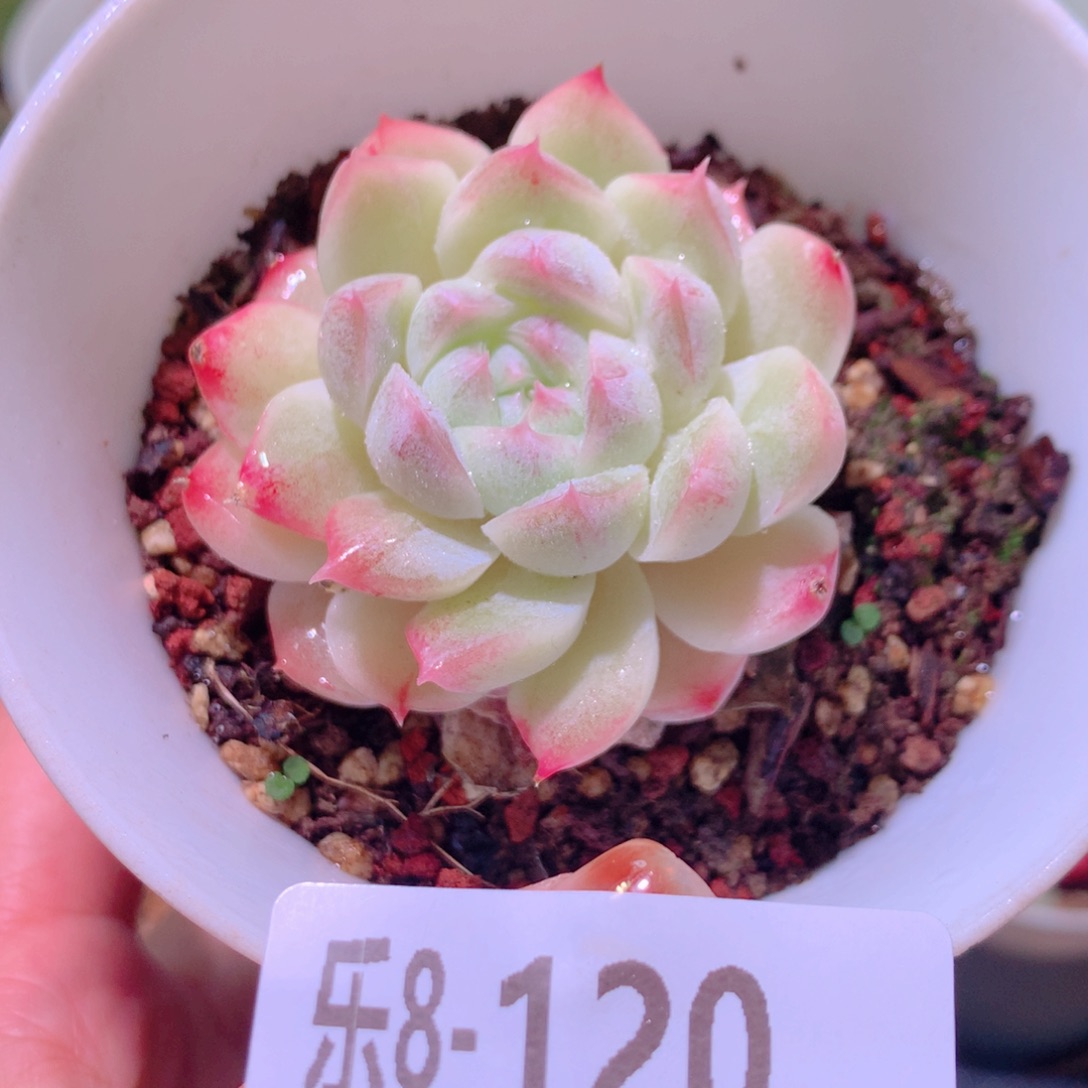 乐然8-120 明月心 