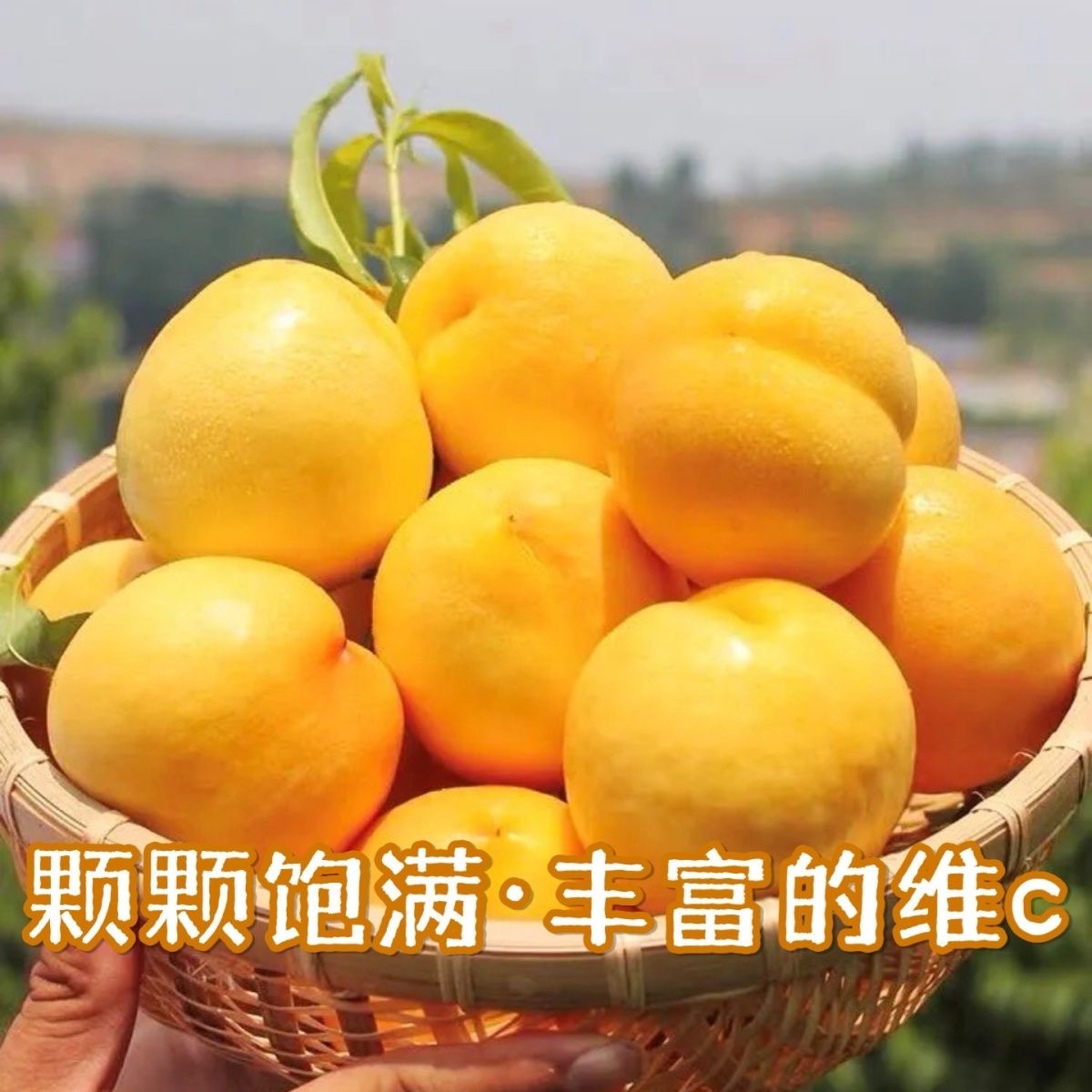 正宗高山黄桃纯甜黄金蜜桃锦绣黄桃新鲜水果应季整箱快递发货包邮