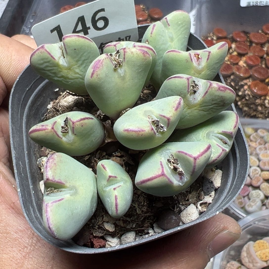 【闪购商品】 146。    