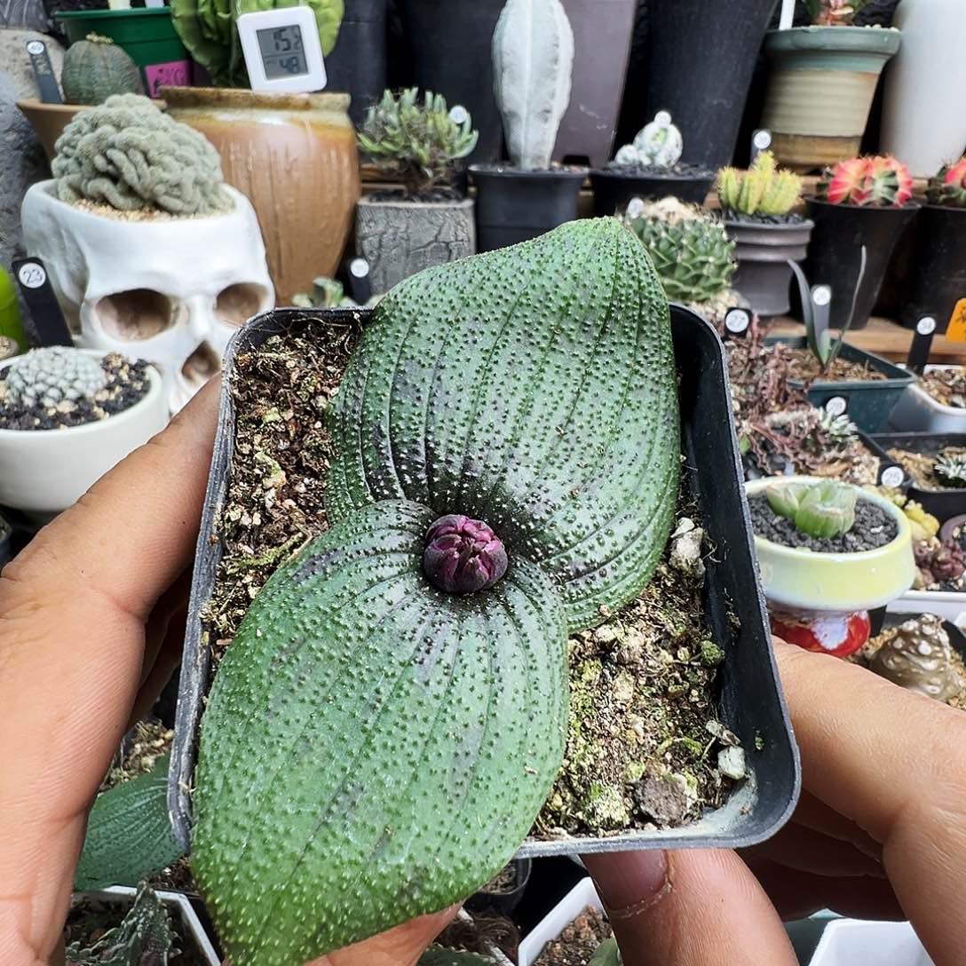 浪***紫镜多肉带盆发货不脱土