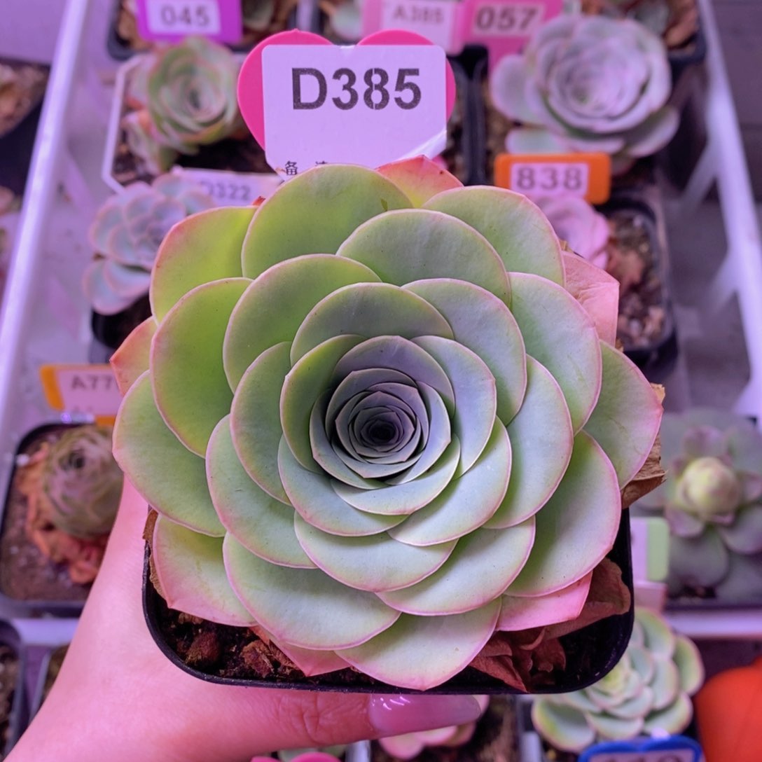 尖****?爱晚晴玫瑰一物一拍D385 裸根发