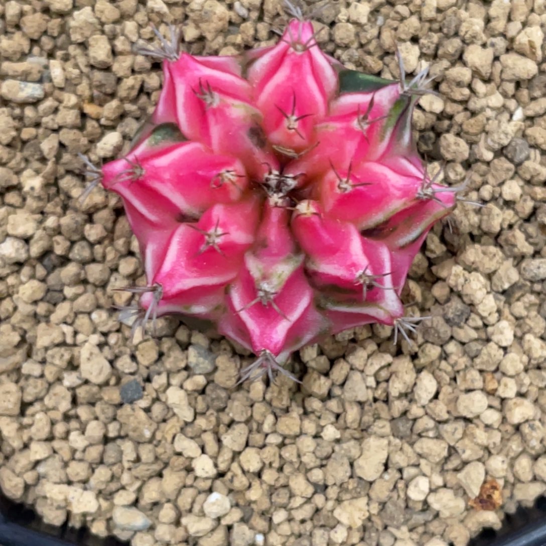 当前无花朵，栽培后可花朵粉米哈