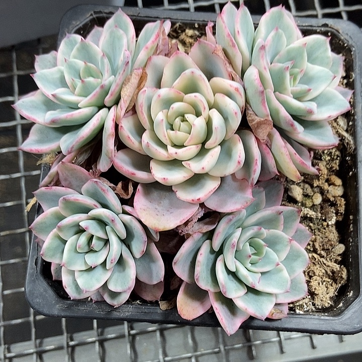 迪***闪奶油黄桃锦多肉植物