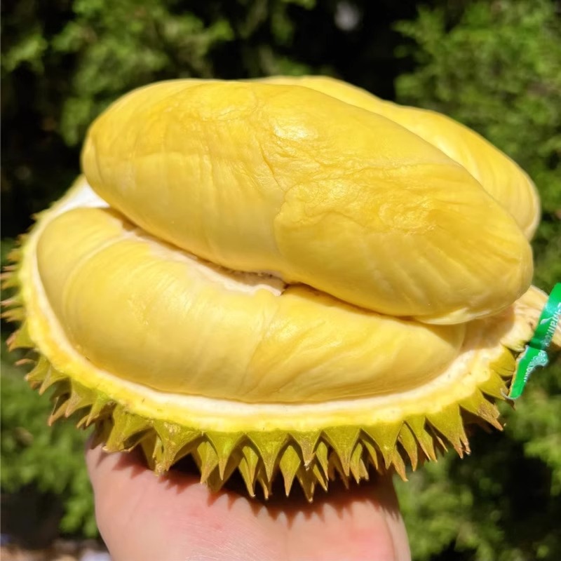 泰国金枕榴莲【一物一拍1号称】老树榴莲香甜软糯请勿生切