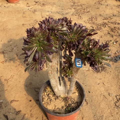 黑法师缀一物一拍