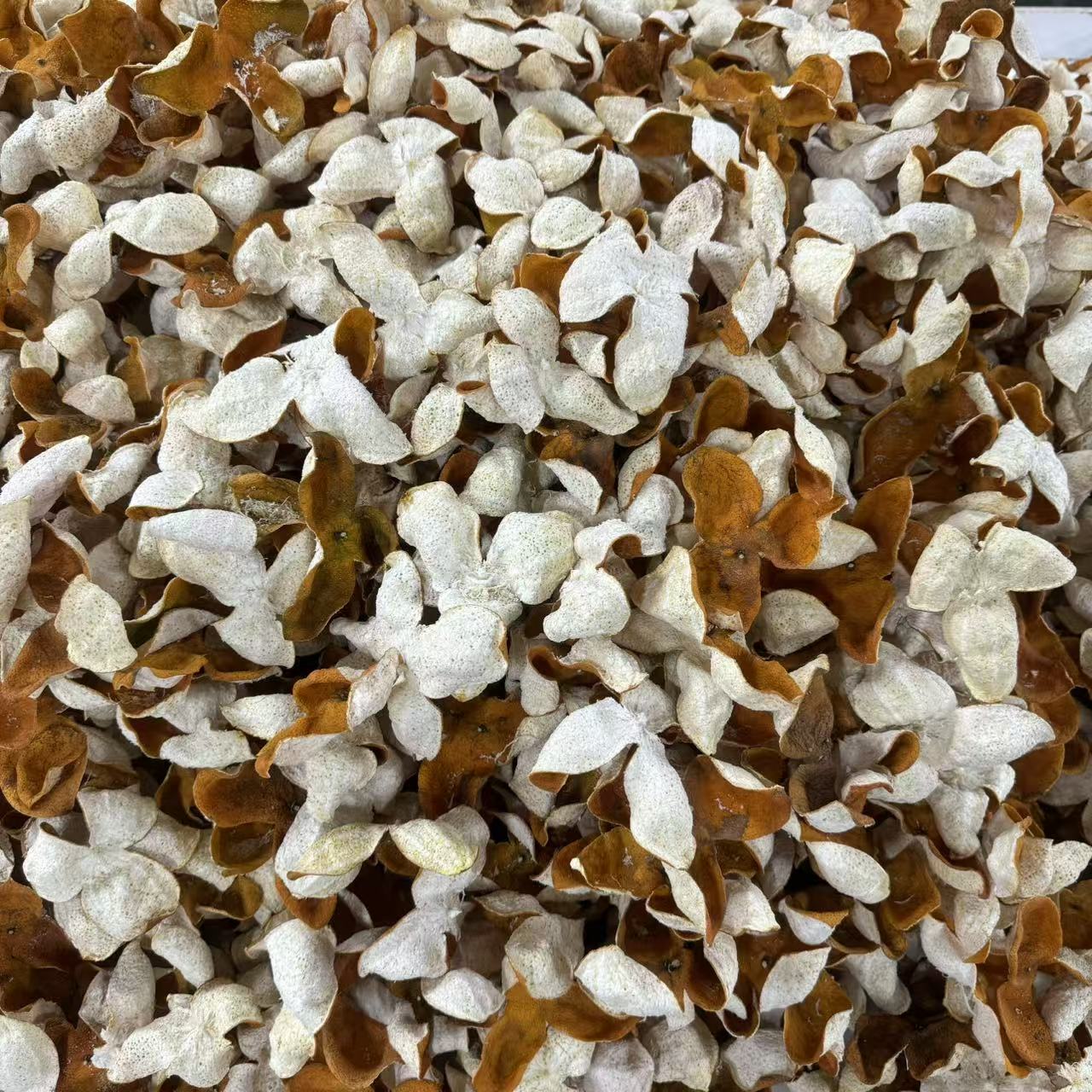 【顺德拉叔臻品】精选正宗新会陈皮大红皮 500g/3斤 铁罐装
